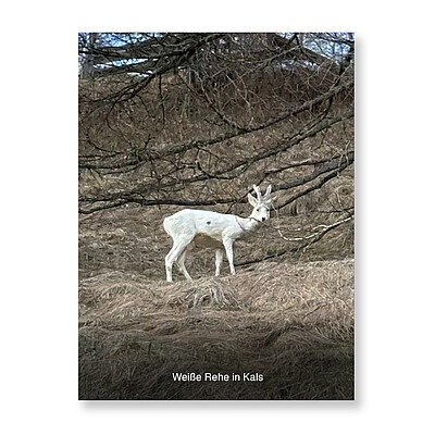 ️ Weiße Rehe in Kals ️ Unsere Vivienne ist den weißen Rehen in Kals am Weg zum Gradonna begegnet - eine „ Vielfalt „ der Natur #gradonna #gradonnamountainresort #kals #kalsamgrossglockner ...